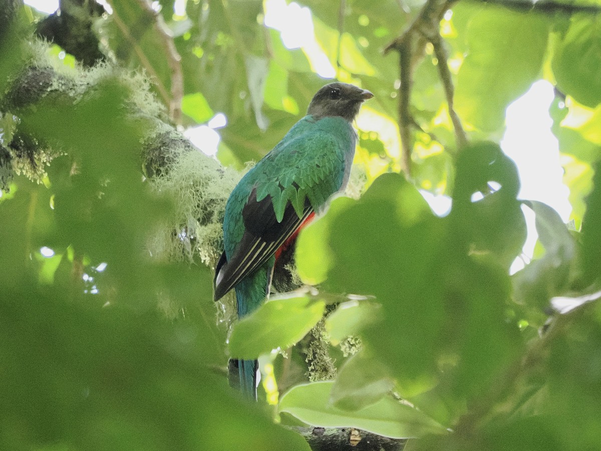 White-tipped Quetzal - ML644177184