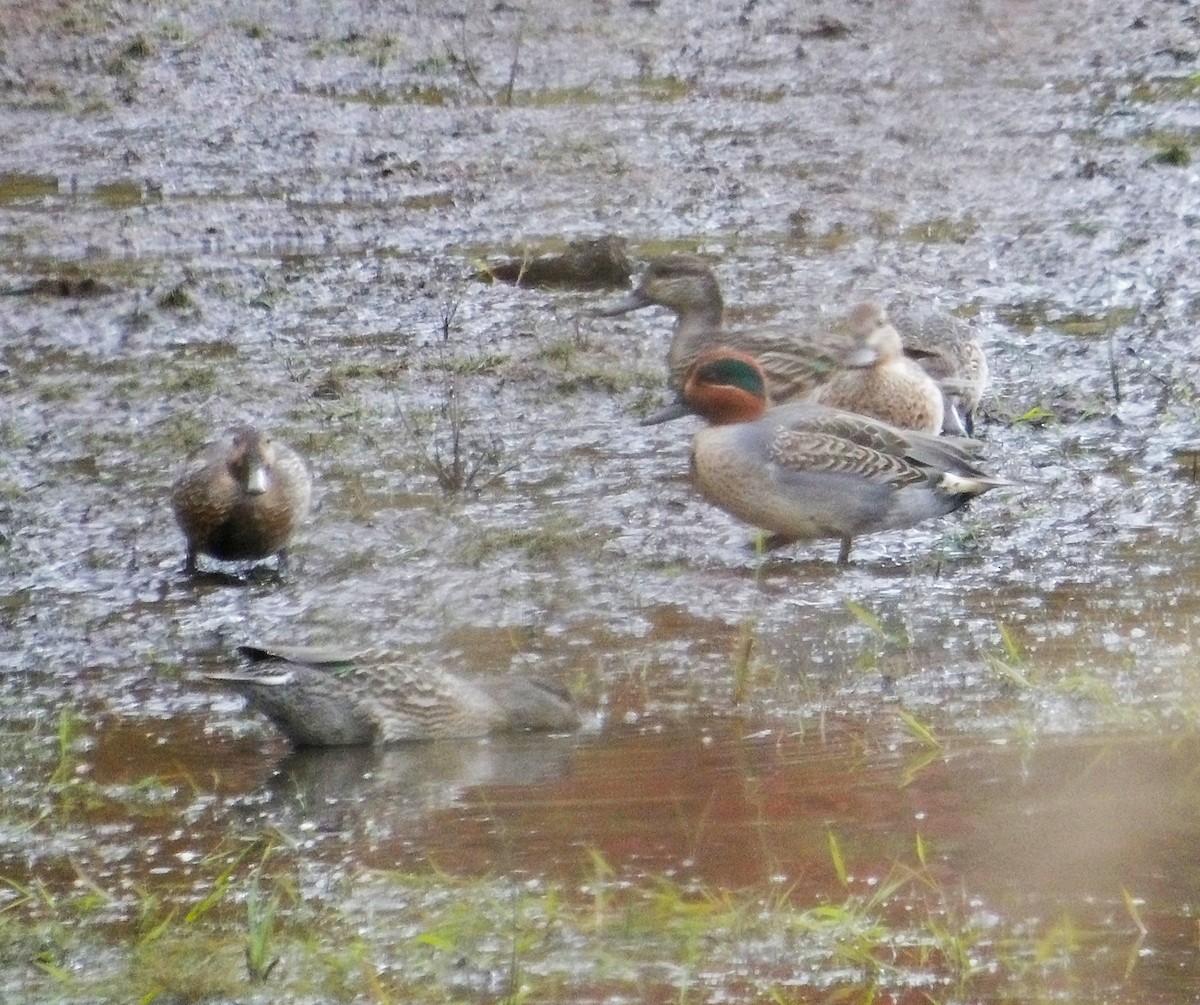 Sarcelle d'hiver - ML644177196