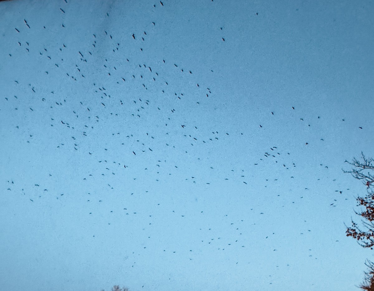 American Crow - ML644177197