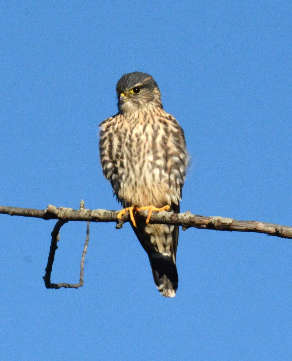 Merlin - ML644177202