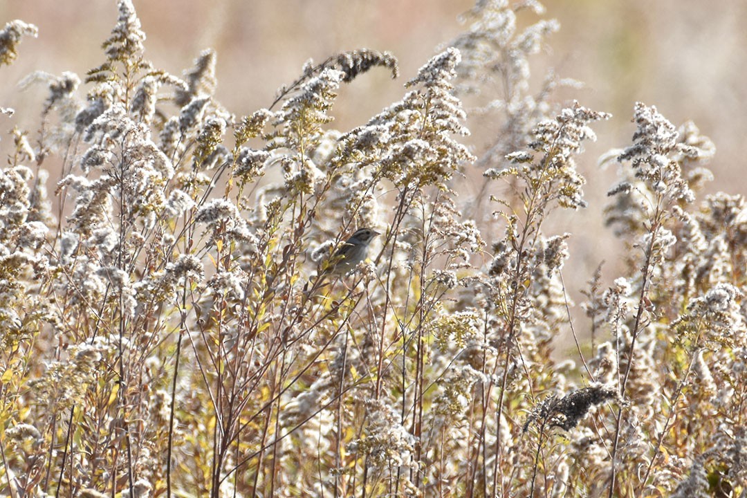 Clay-colored Sparrow - ML644177205