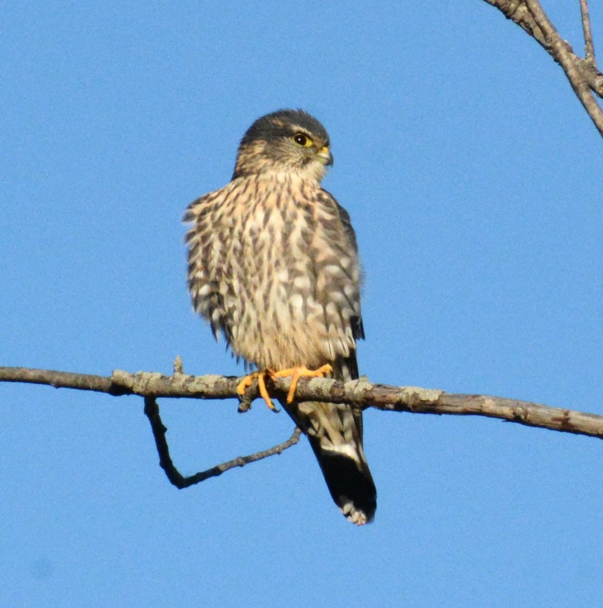 Merlin - ML644177208