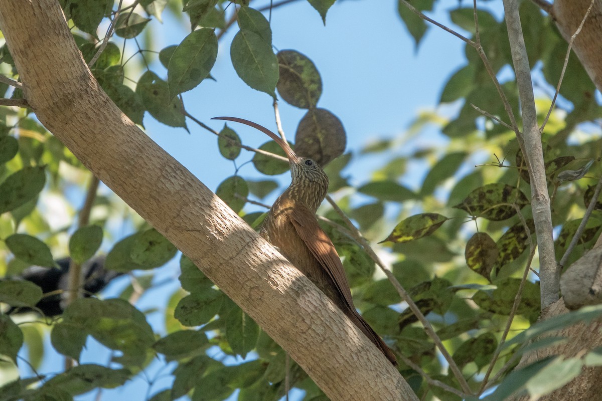 Red-billed Scythebill - ML644177212