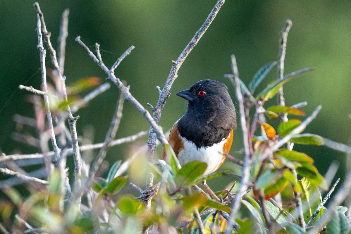 Spotted Towhee - ML644177243