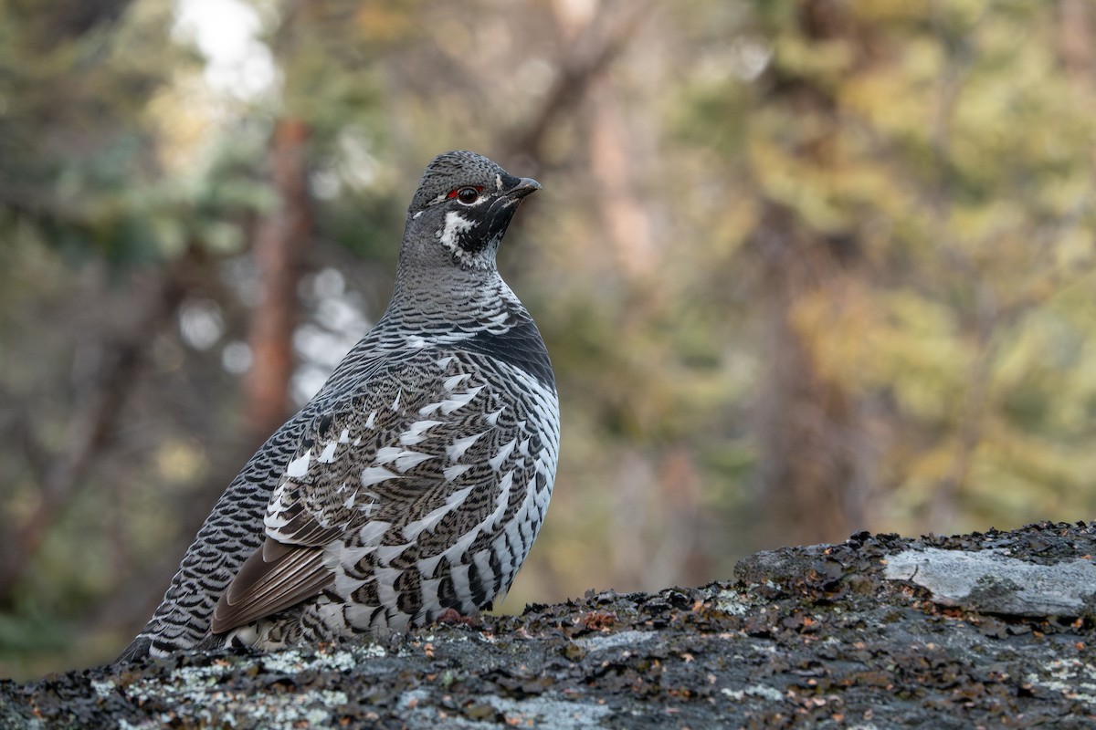 Spruce Grouse - ML644177246