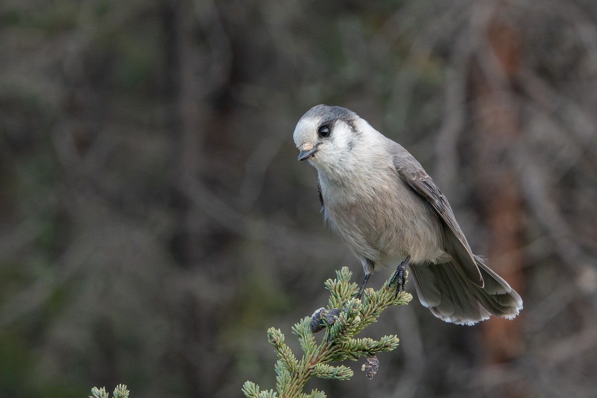 Canada Jay - ML644177250