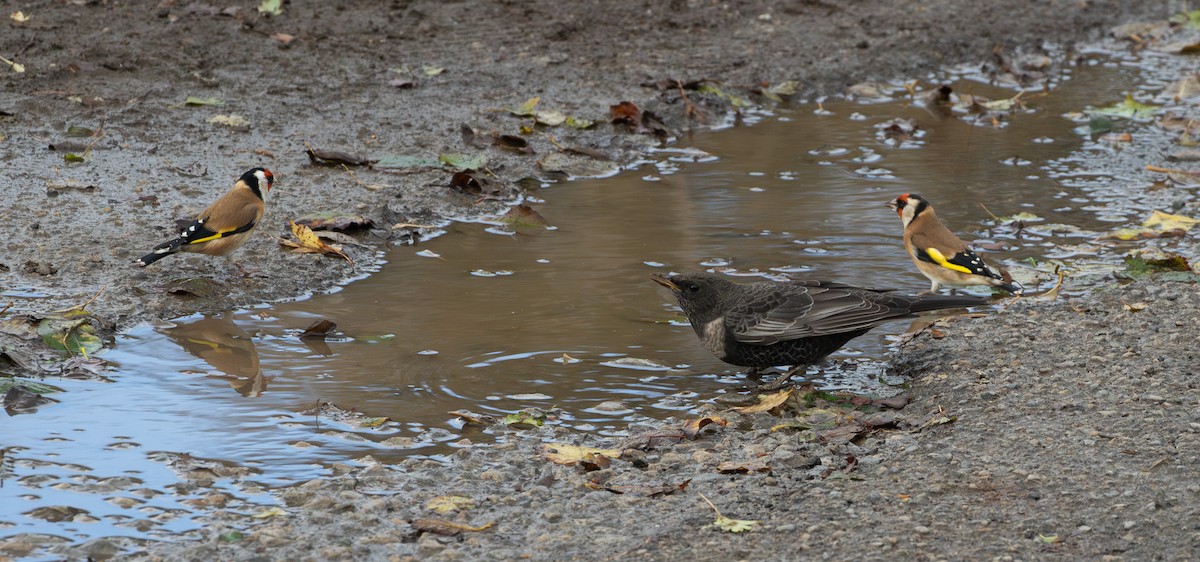 Ring Ouzel - ML644177253