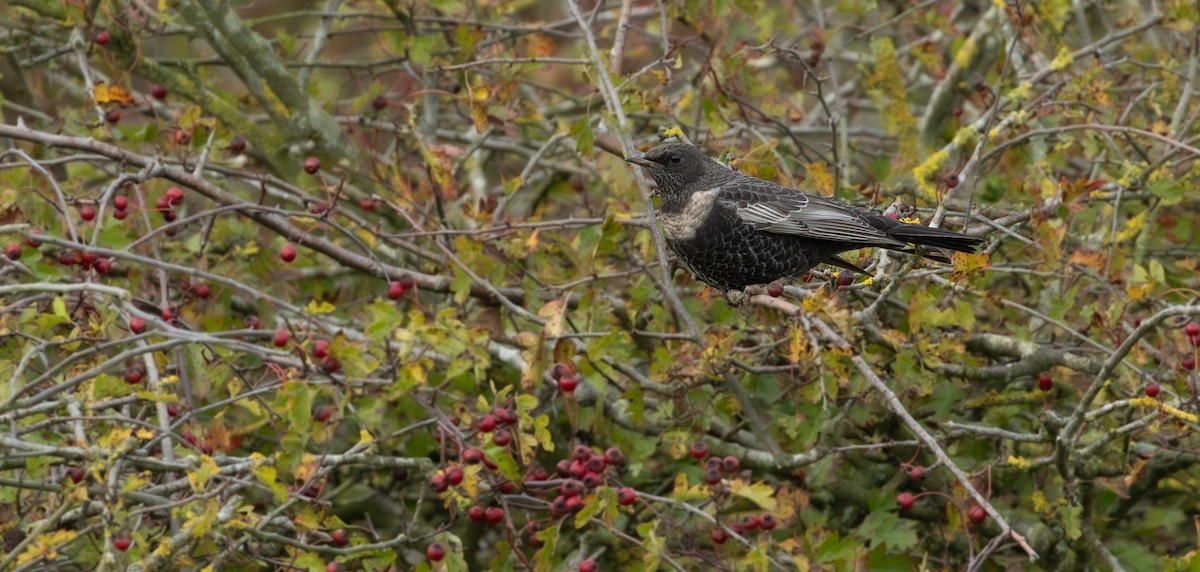 Ring Ouzel - ML644177254