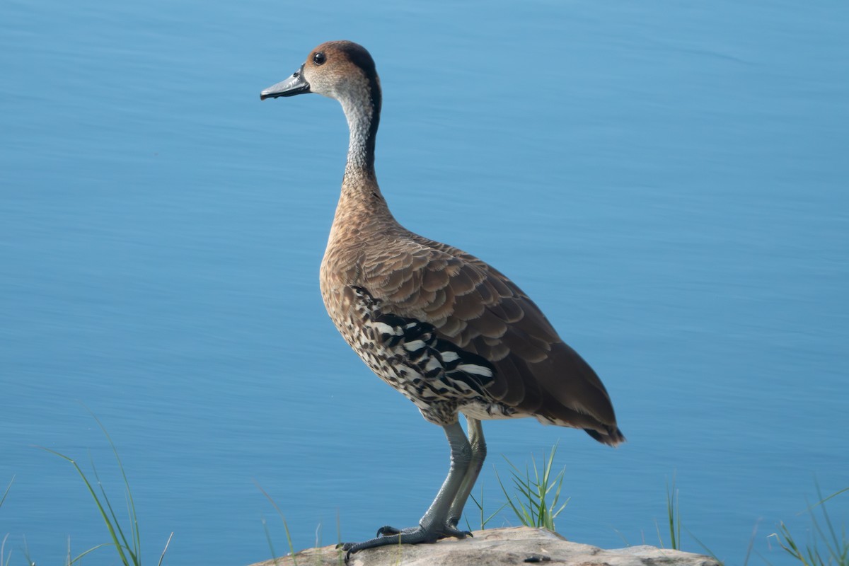 West Indian Whistling-Duck - ML644177255