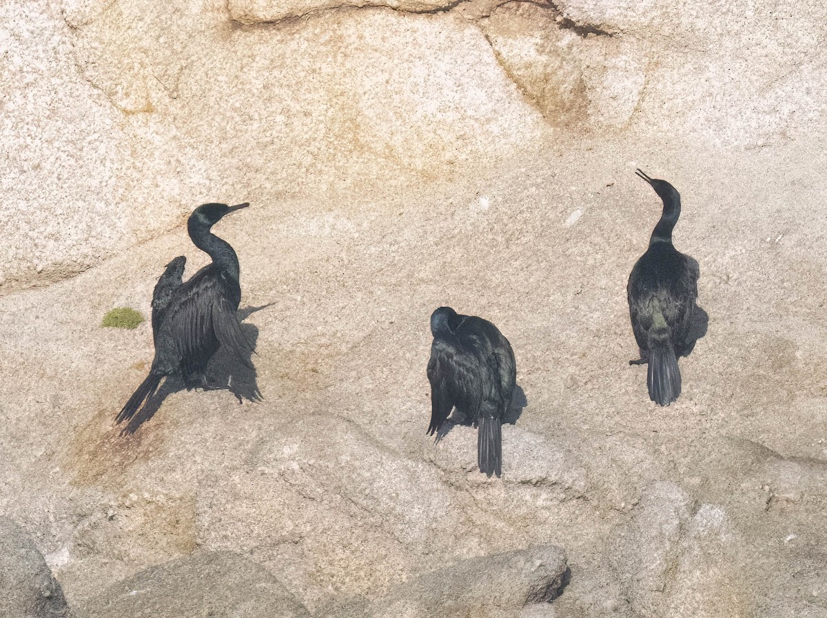 kormorán tichomořský - ML644177259