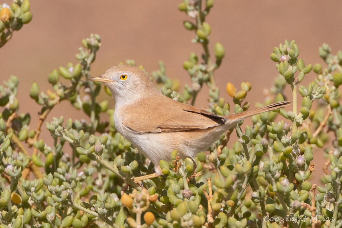 African Desert Warbler - ML644177269