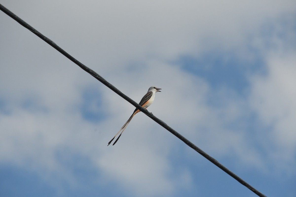 Scissor-tailed Flycatcher - ML644177277