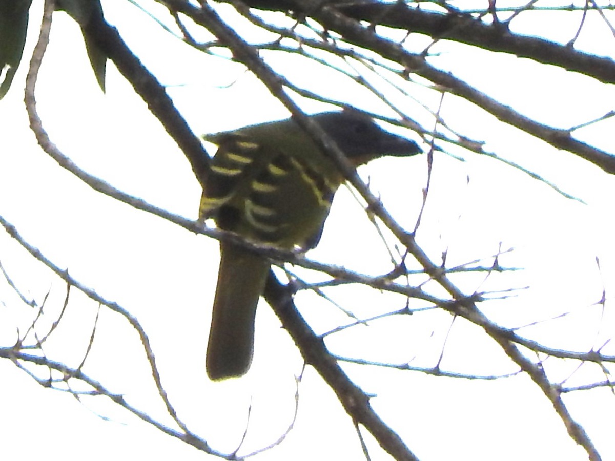 Lagden's Bushshrike - ML644177287