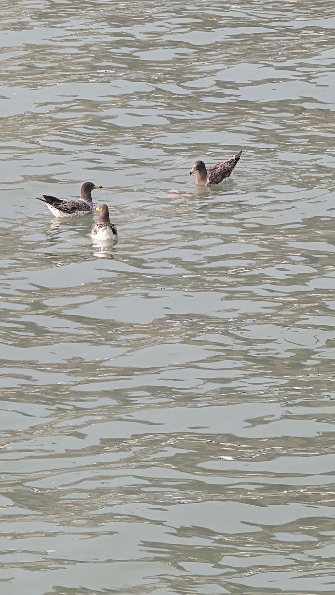 Goéland siméon - ML644177298