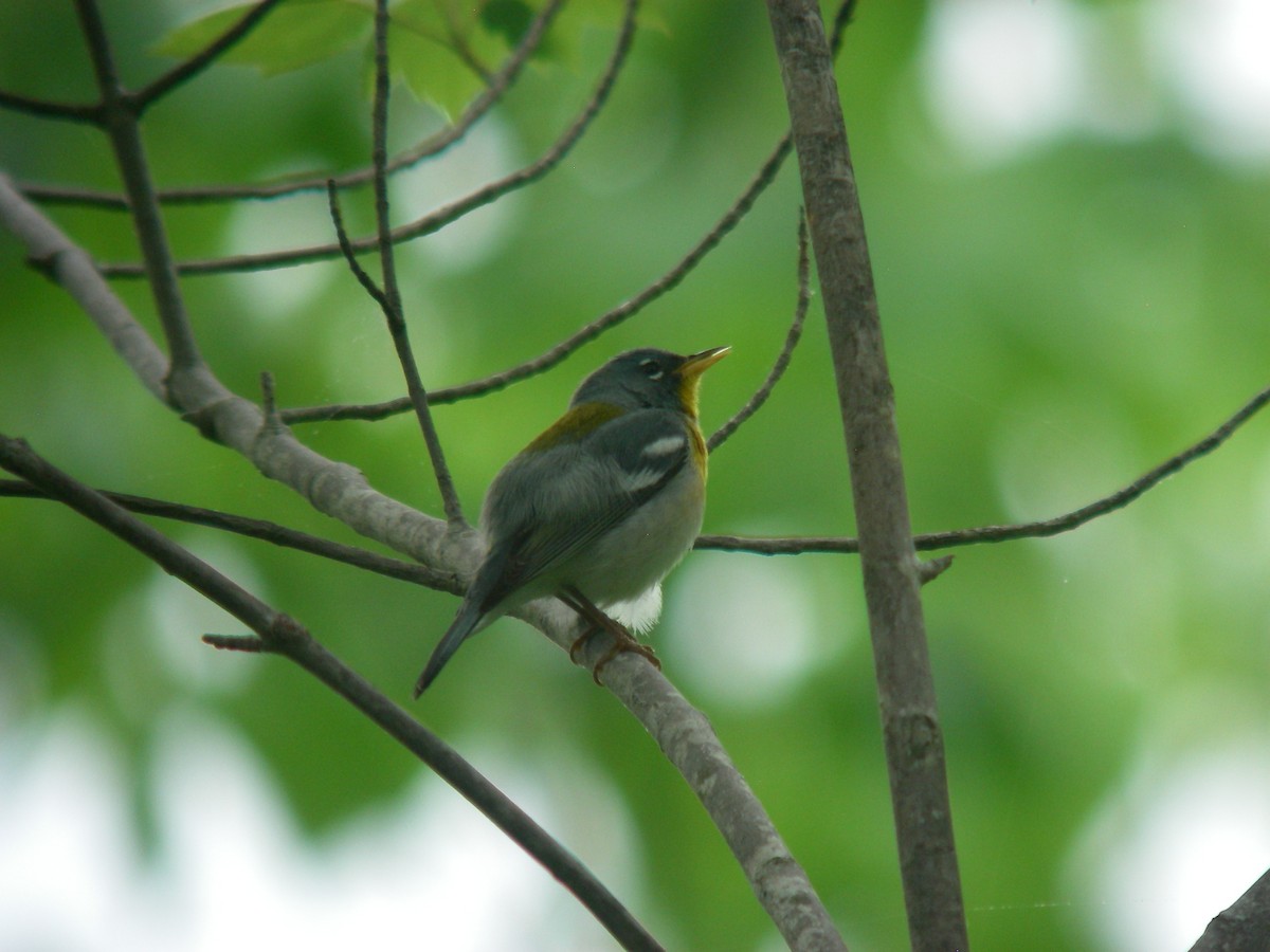 Northern Parula - ML644177310