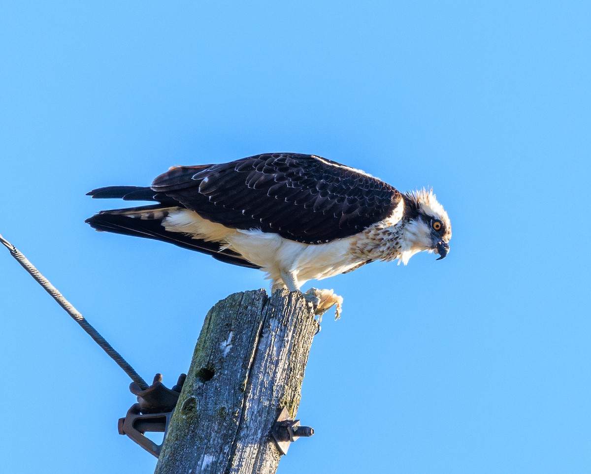 Osprey - ML644177312