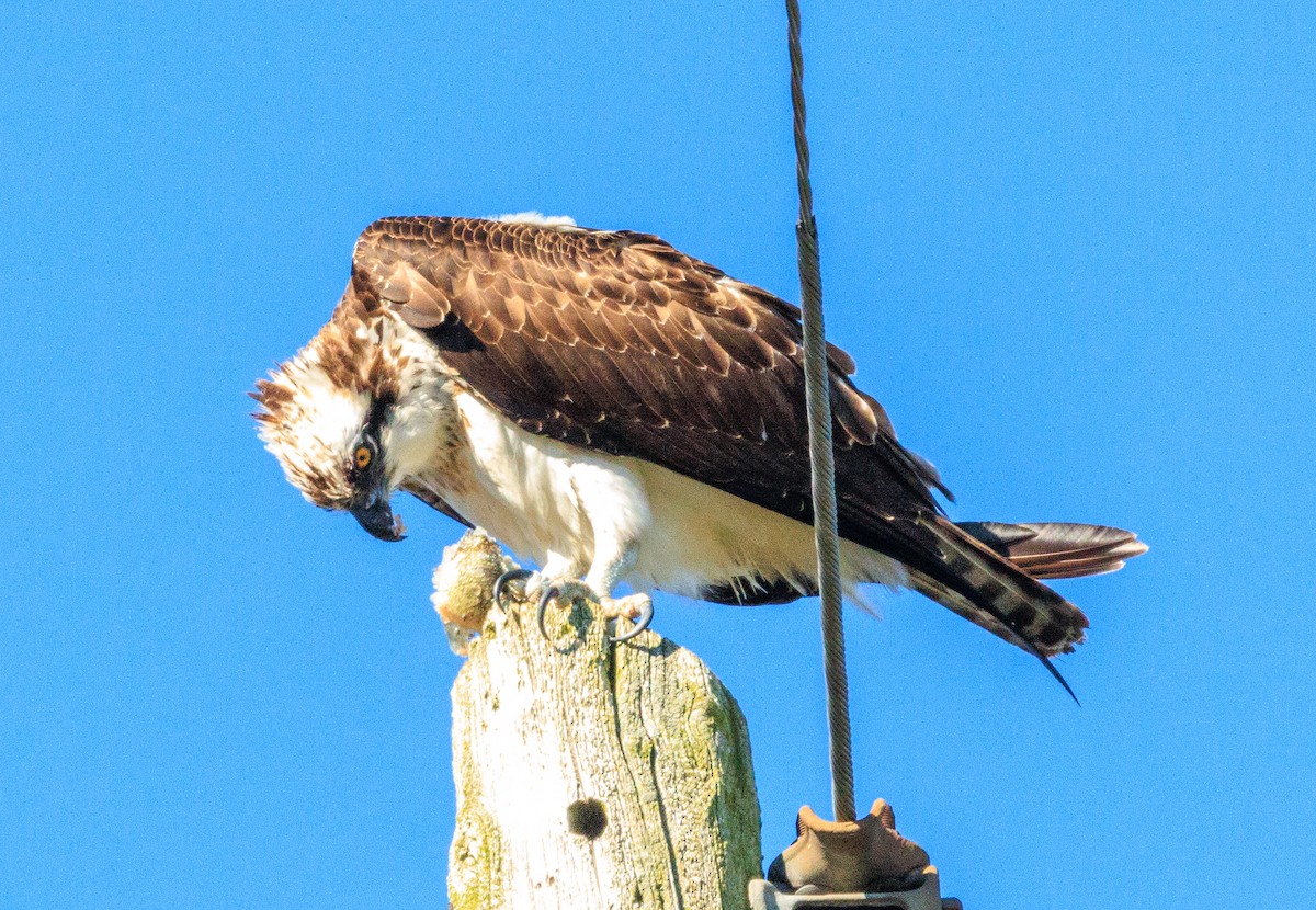 Osprey - ML644177313