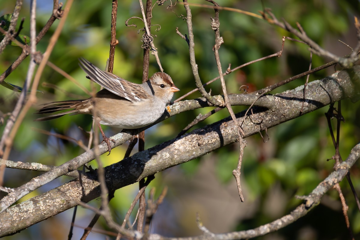 White-crowned Sparrow - ML644177315