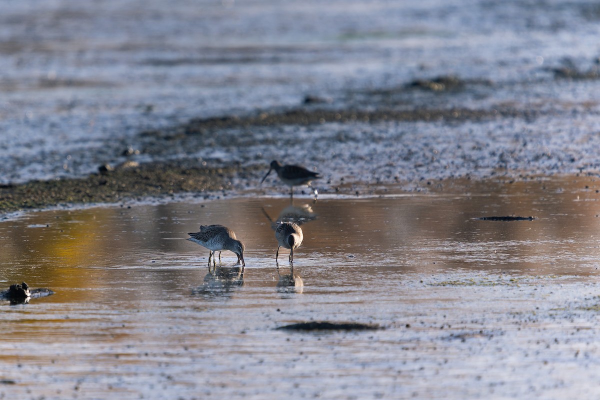 Long-billed Dowitcher - ML644177317