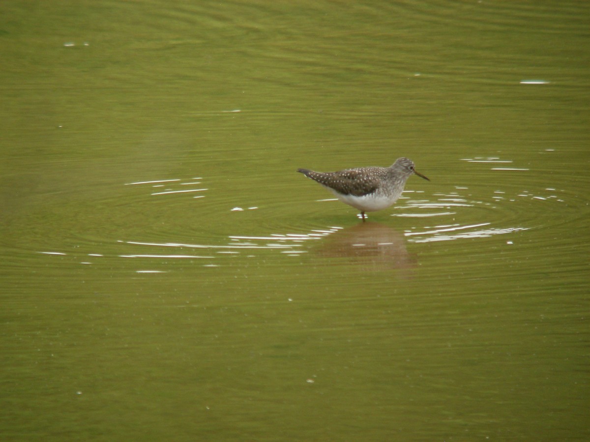 Solitary Sandpiper - ML644177326