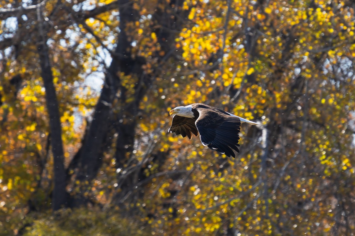 Bald Eagle - ML644177327