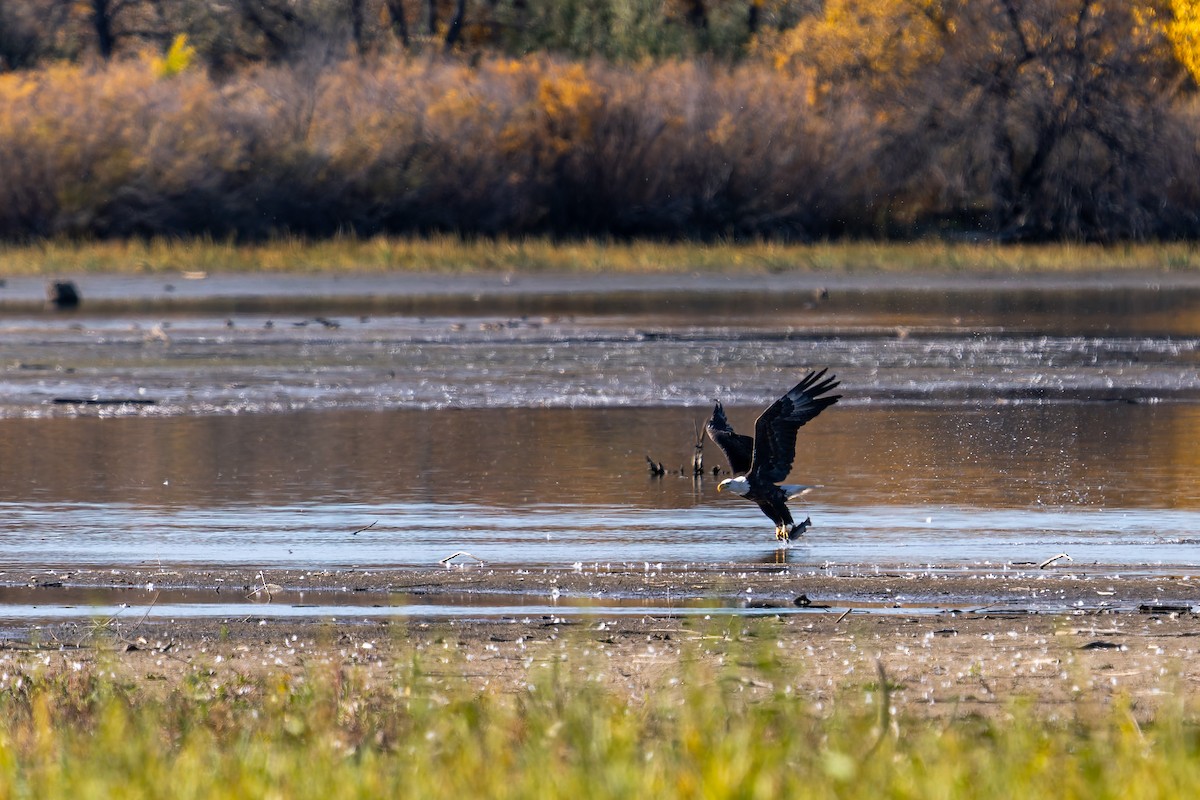 Bald Eagle - ML644177328