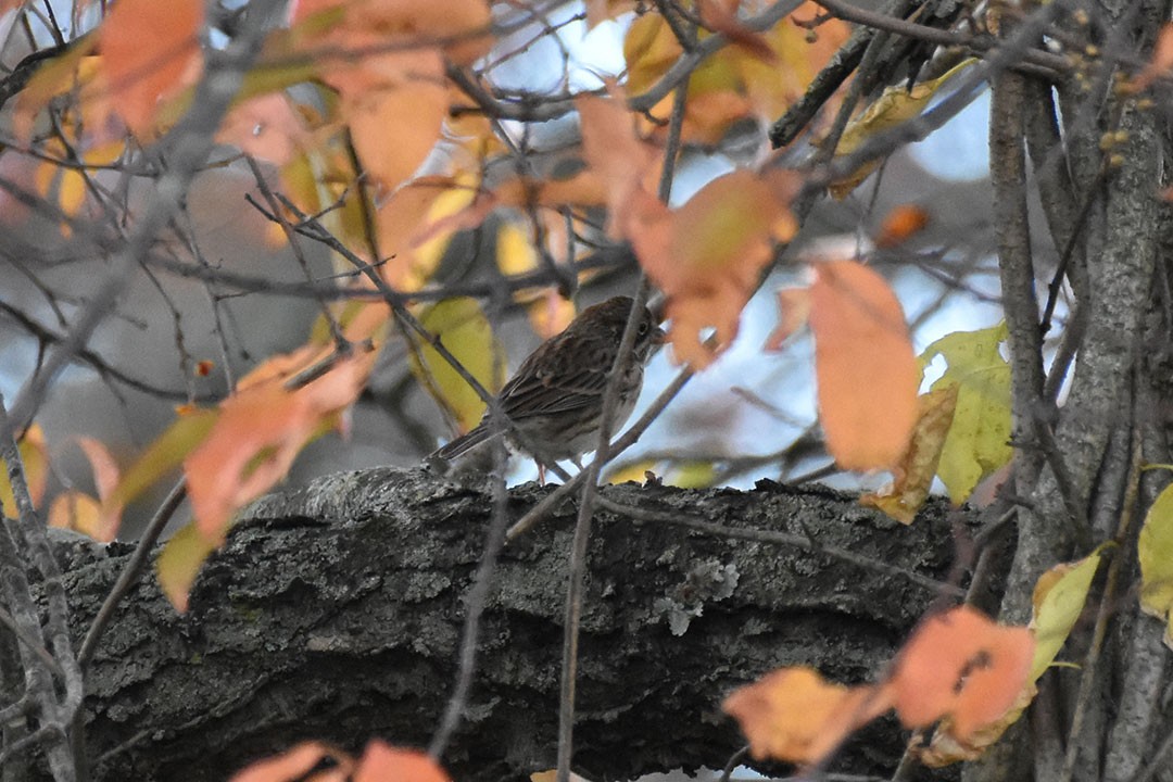 Vesper Sparrow - ML644177333