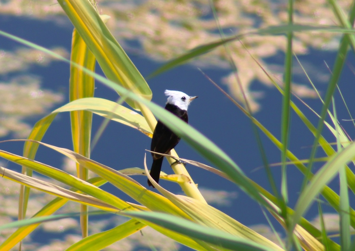 White-headed Marsh Tyrant - ML644177364