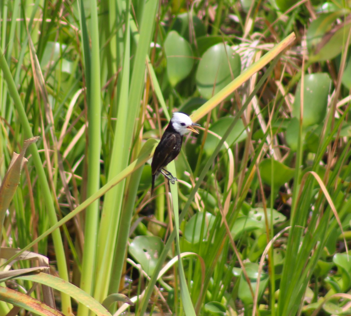 White-headed Marsh Tyrant - ML644177375