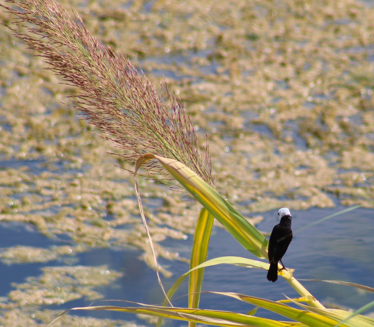 White-headed Marsh Tyrant - ML644177376