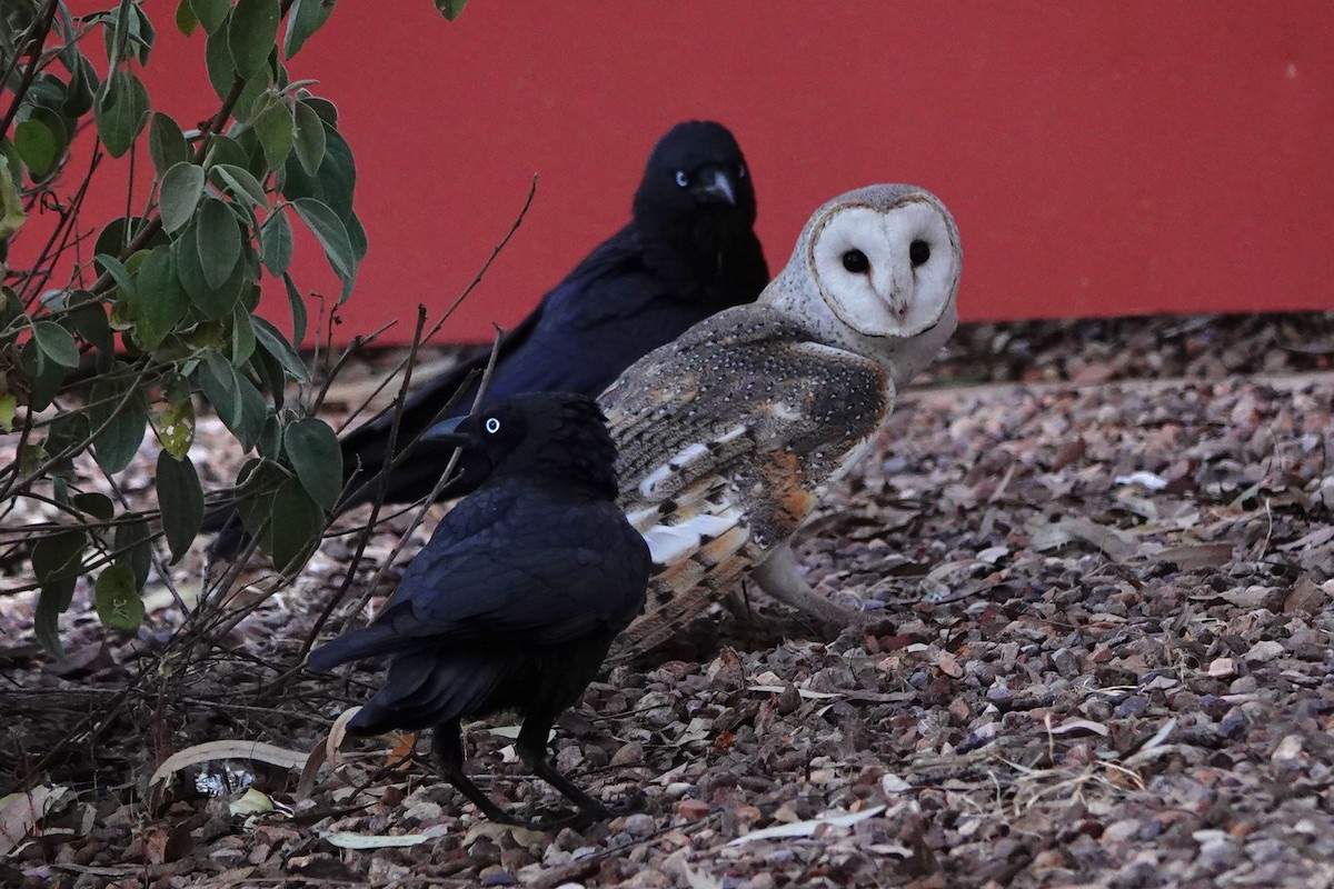 Eastern Barn Owl - ML644177384