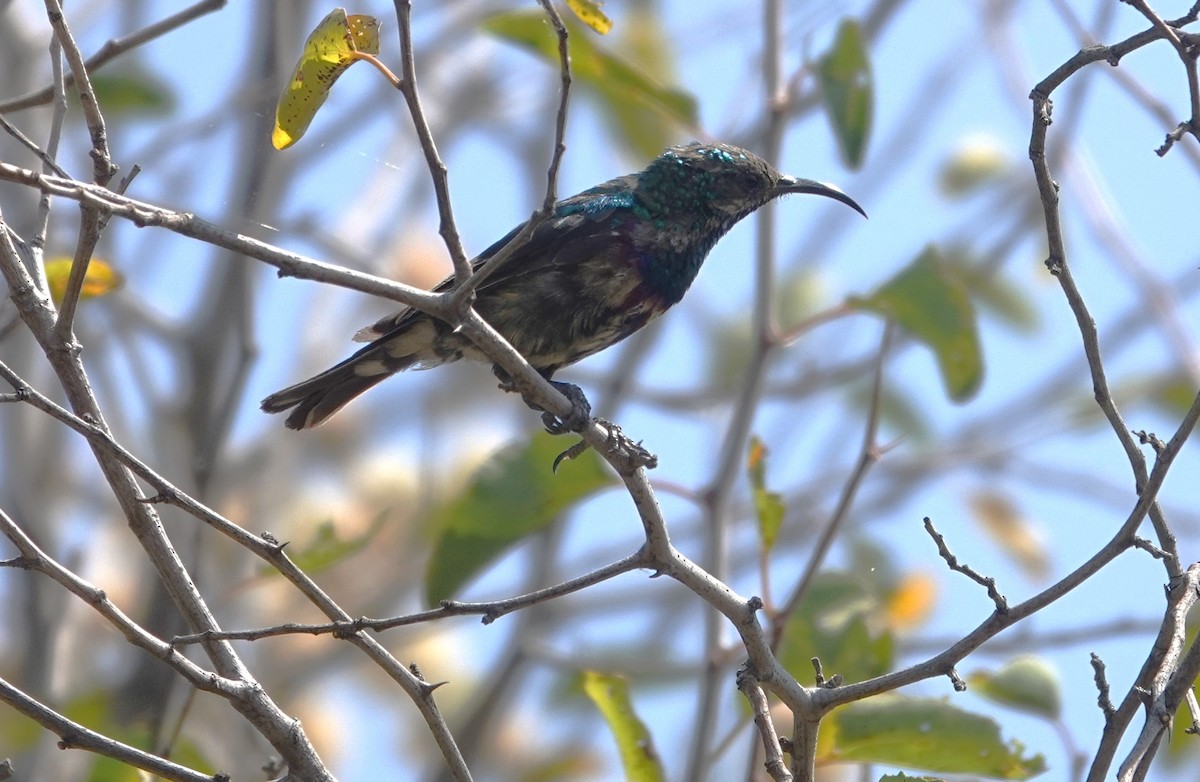 akasiesolfugl - ML644177389