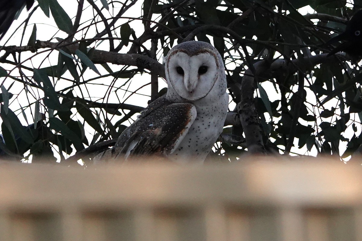 Eastern Barn Owl - ML644177392