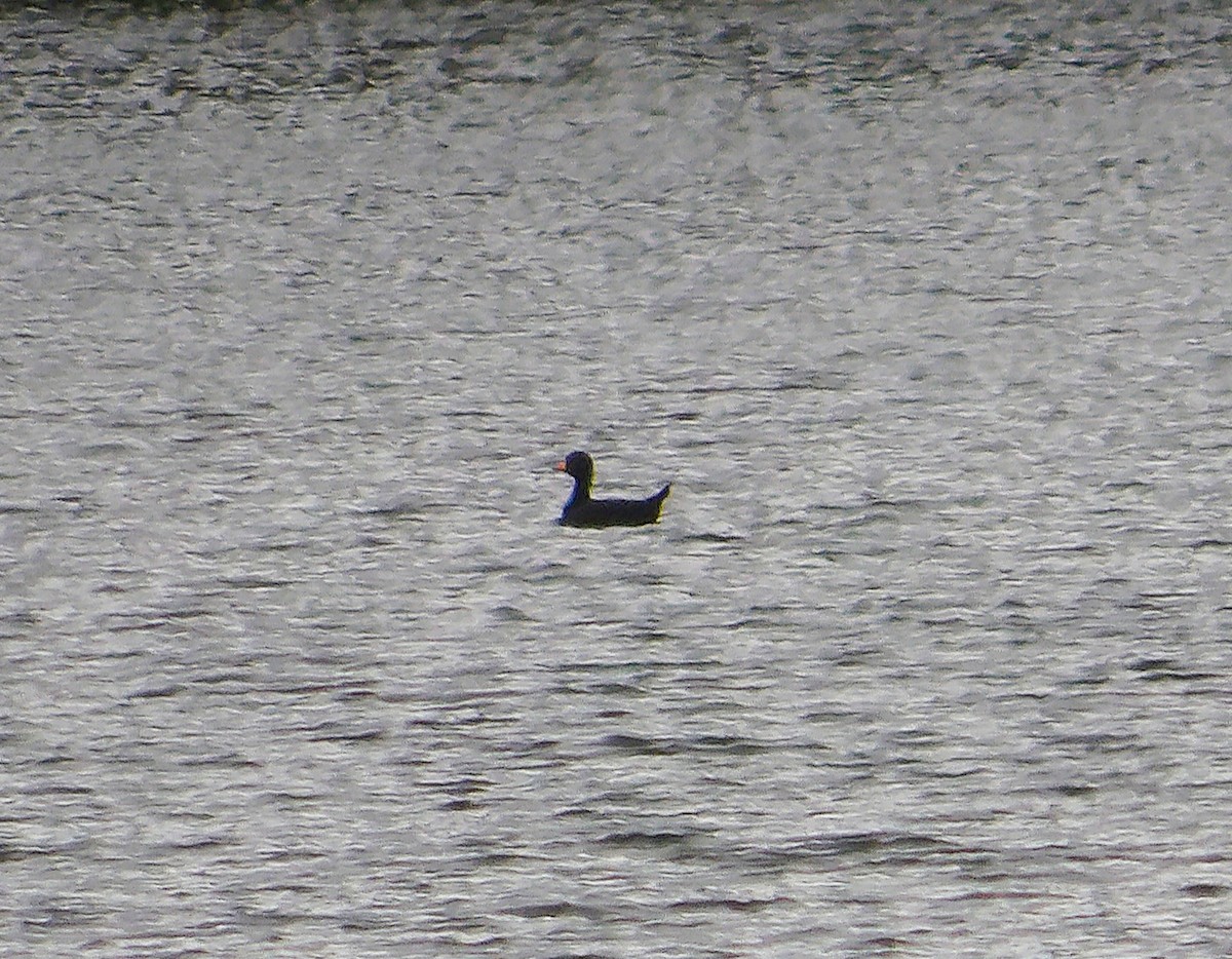 Macreuse à bec jaune - ML644177394