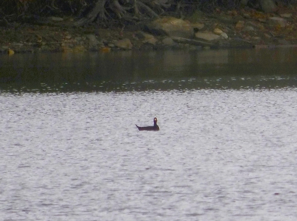 Macreuse à bec jaune - ML644177395