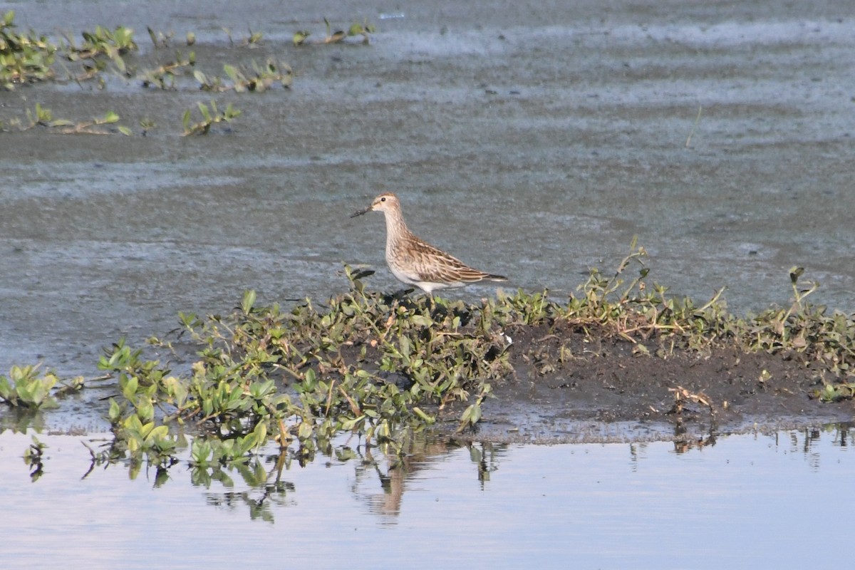 Pectoral Sandpiper - ML644177411