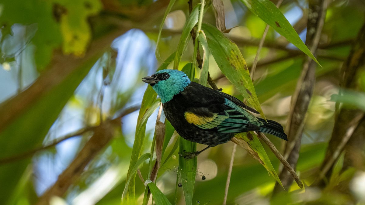 Blue-necked Tanager - ML644177423