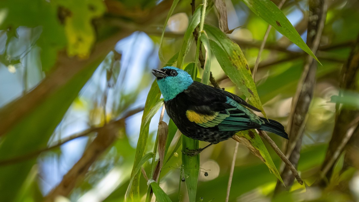 Blue-necked Tanager - ML644177424