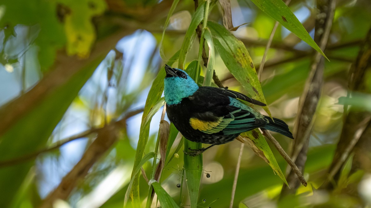 Blue-necked Tanager - ML644177425