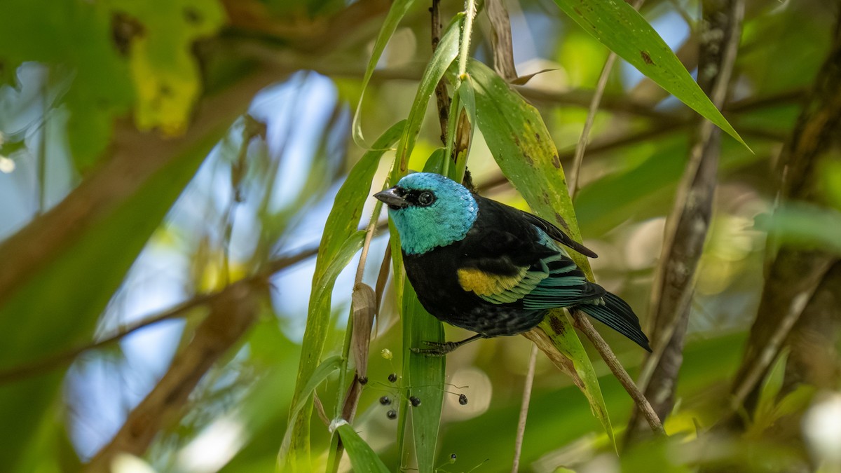 Blue-necked Tanager - ML644177426