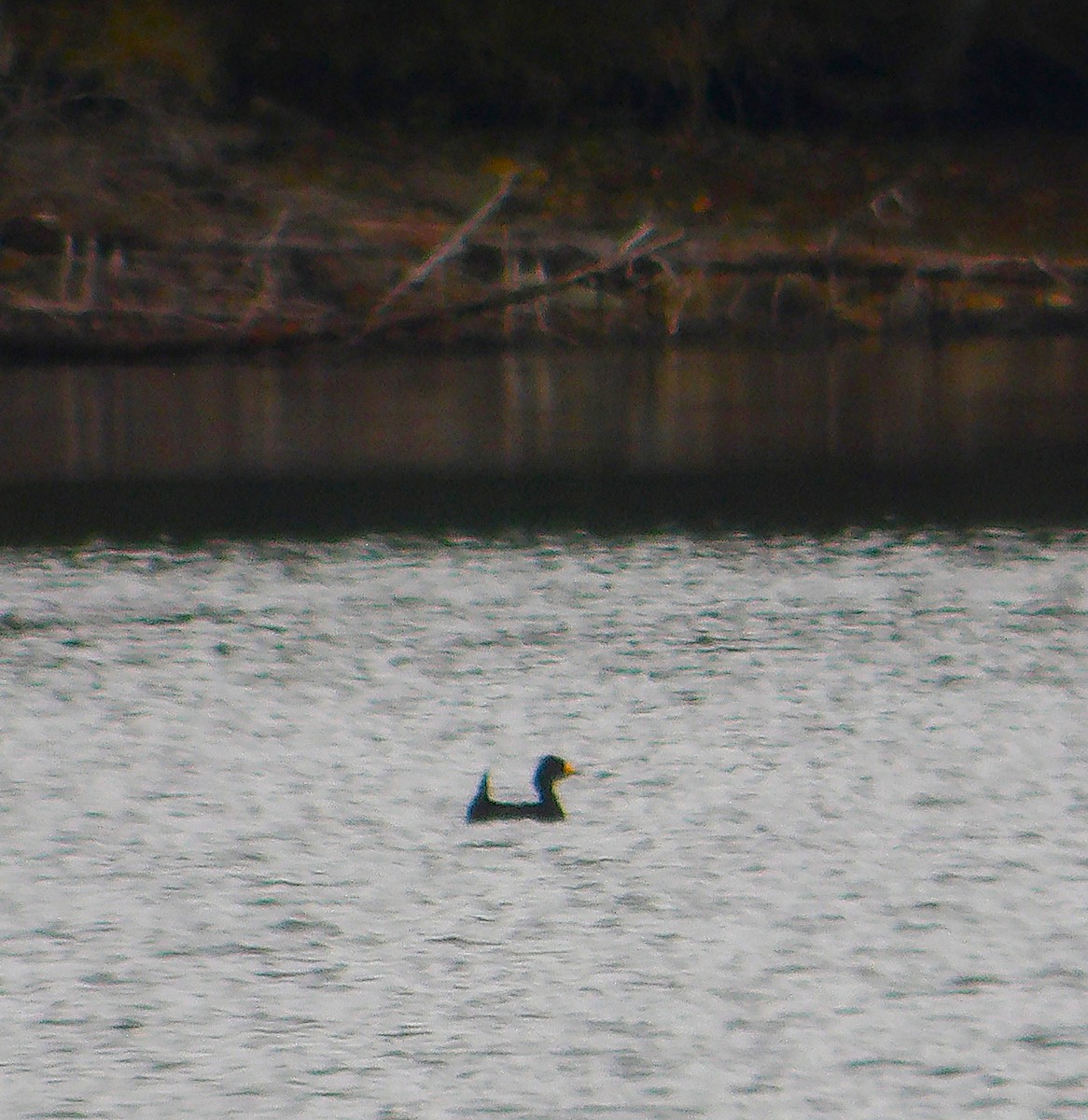 Macreuse à bec jaune - ML644177435