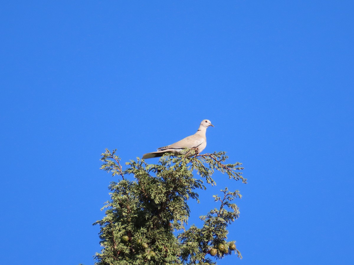 Usapal turkiarra - ML644177460