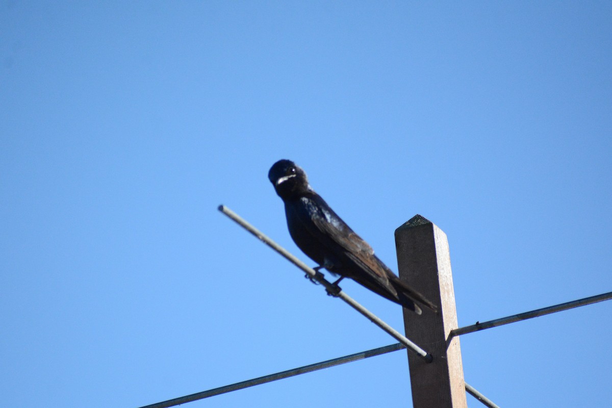Purple Martin - ML644177472