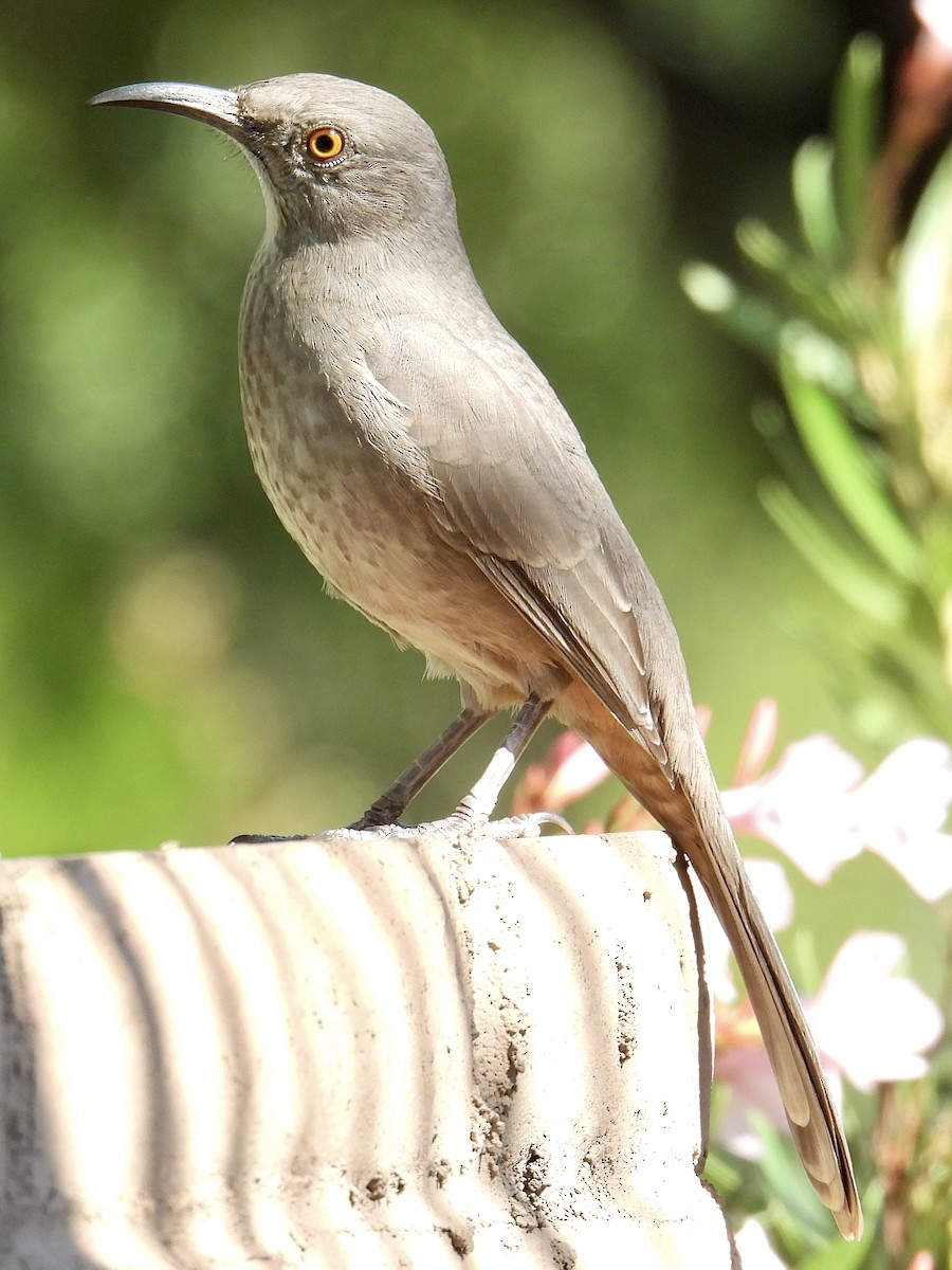 Curve-billed Thrasher - ML644177473