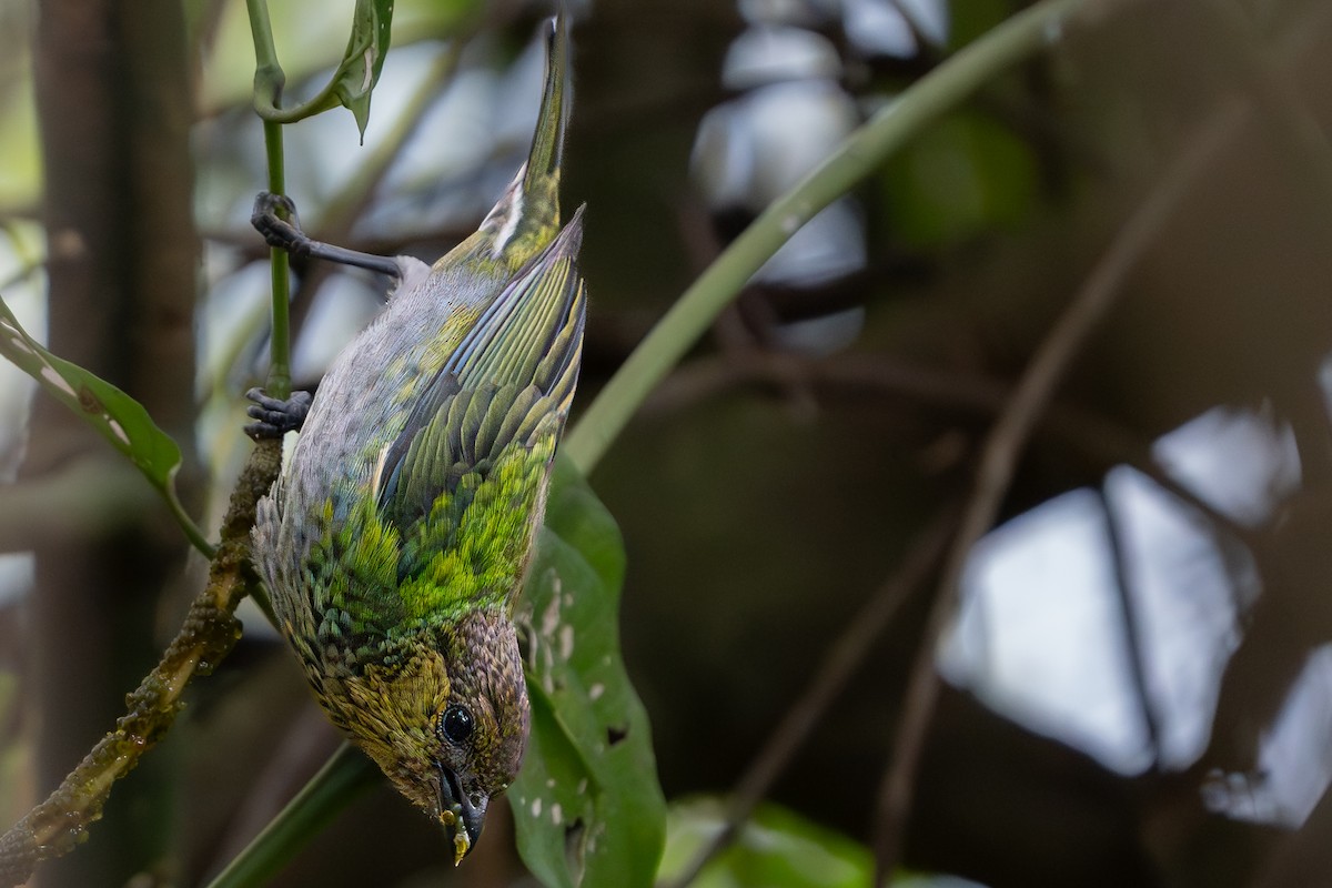 Silvery Tanager - ML644177477