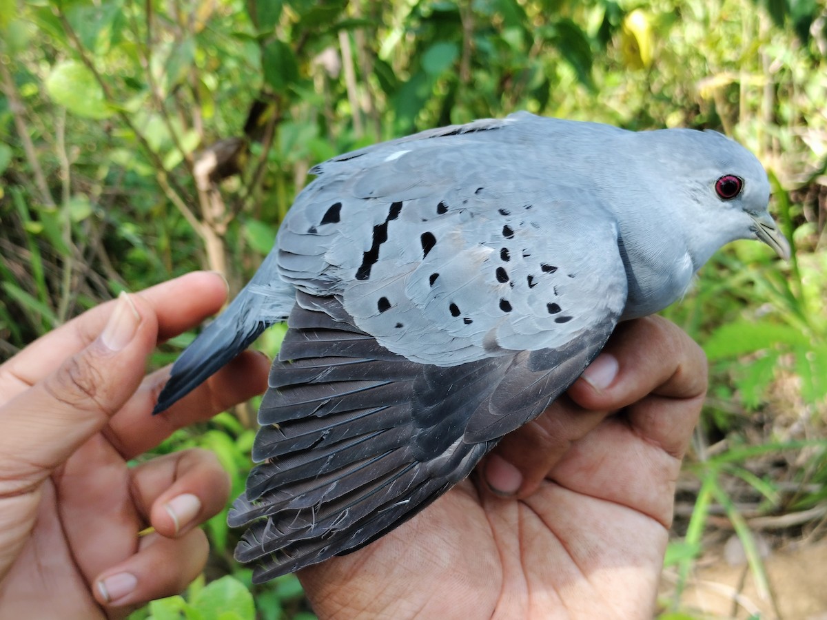 Талпакоті сірий - ML644177483