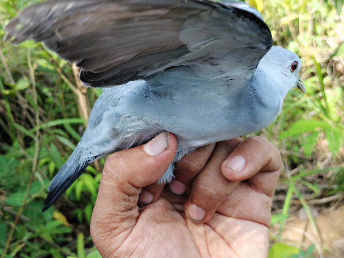 Талпакоті сірий - ML644177484