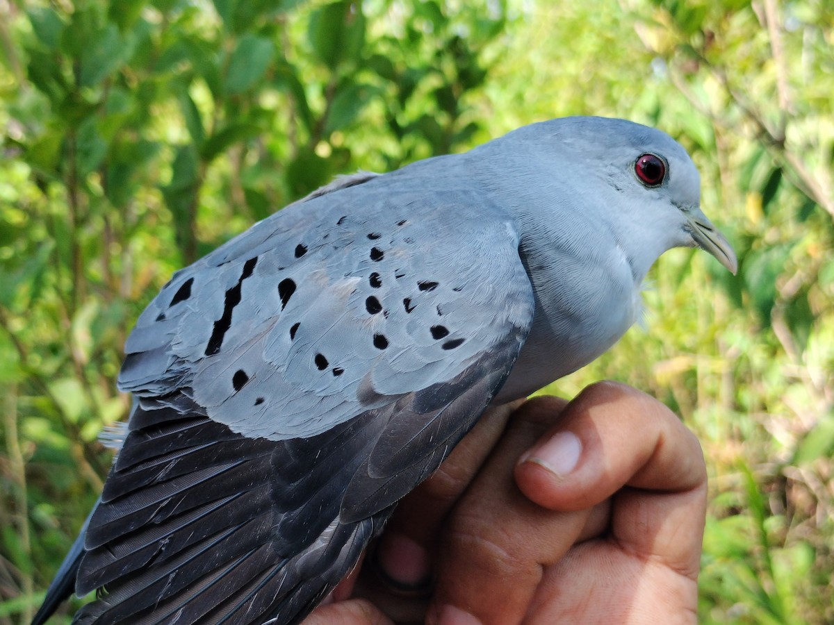 Талпакоті сірий - ML644177488