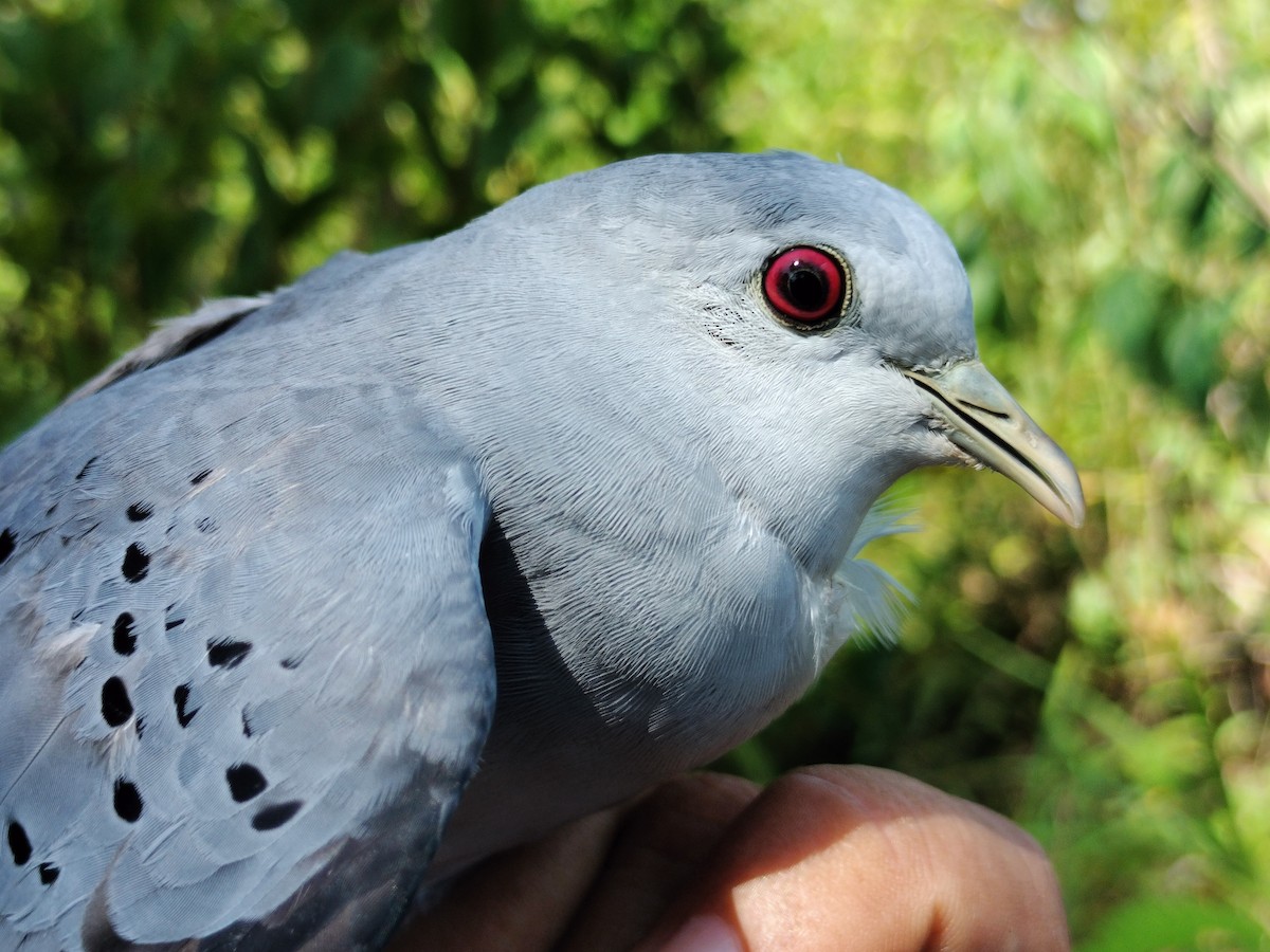 Талпакоті сірий - ML644177491