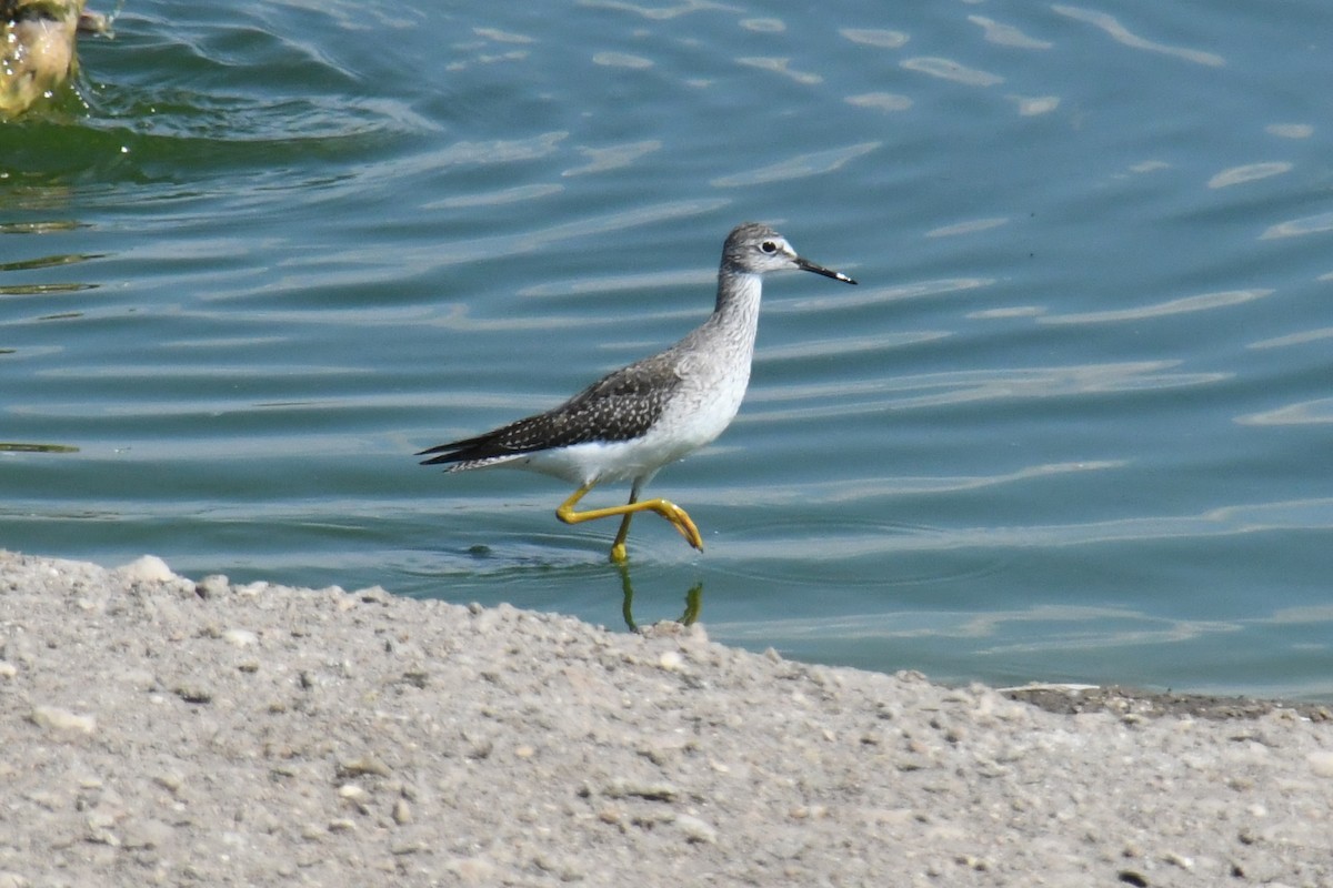 Greater Yellowlegs - ML644177493